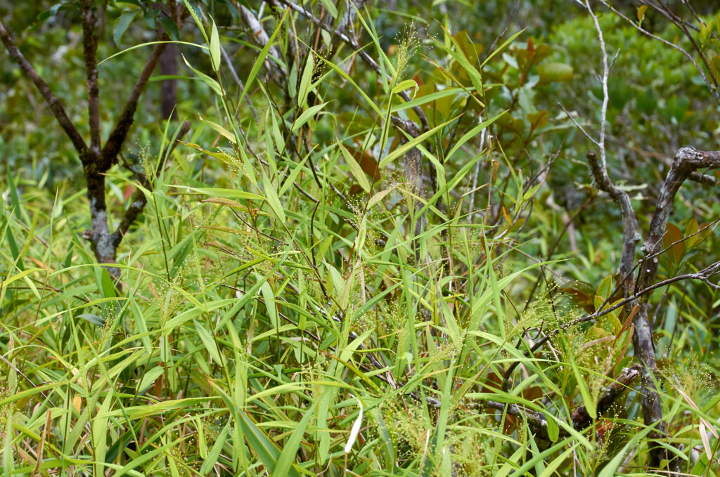 Isachne mauritiana - Maurice