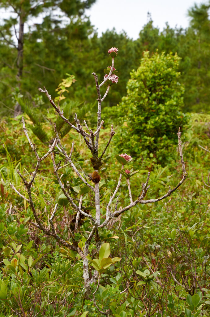 Ixora parviflora - Maurice