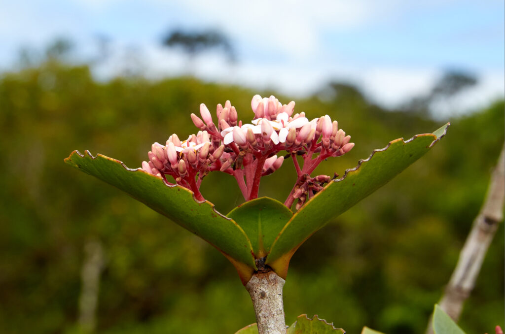 Ixora parviflora - Maurice