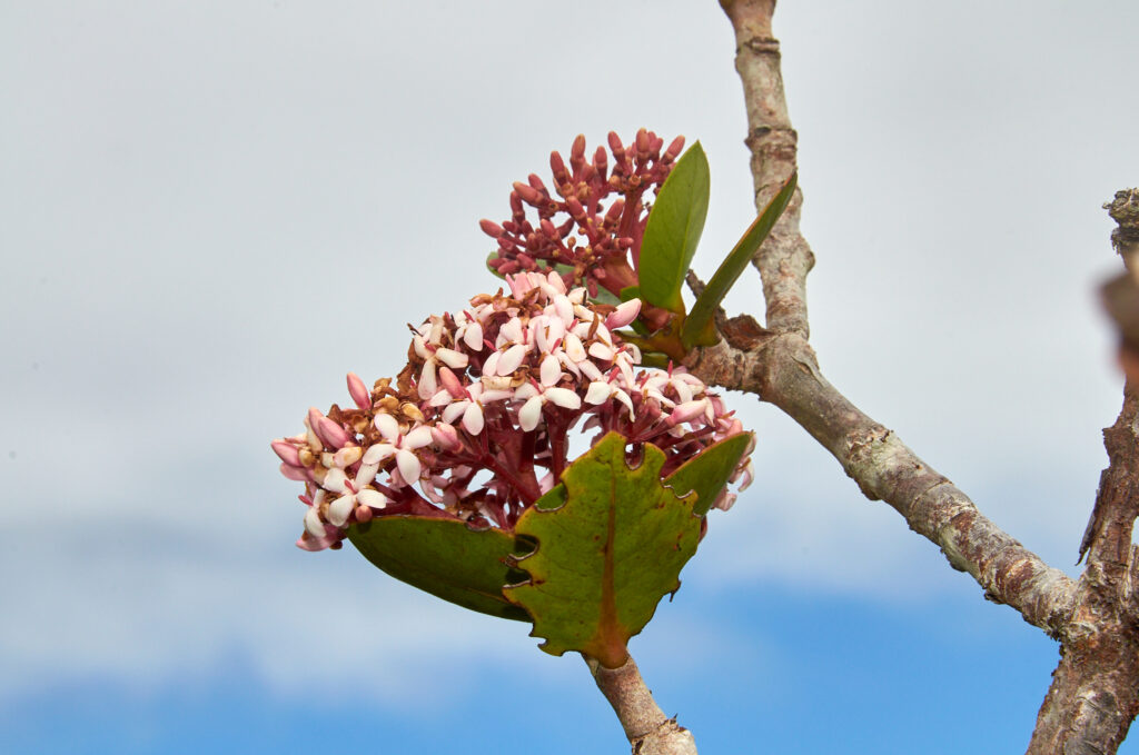 Ixora parviflora - Maurice
