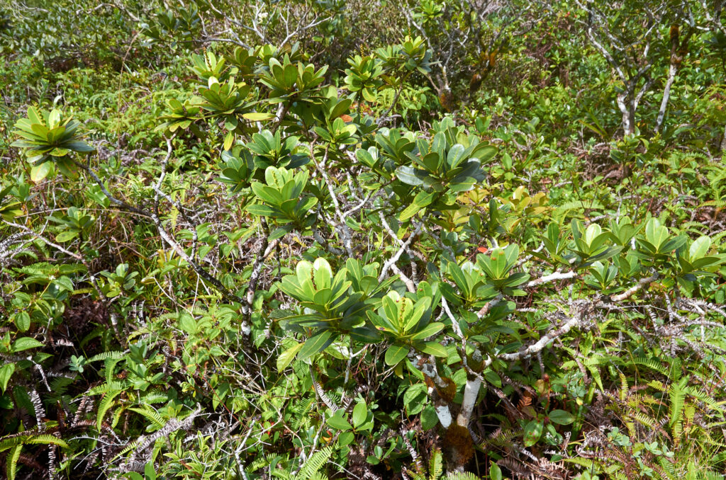 Stillingia lineata - Maurice