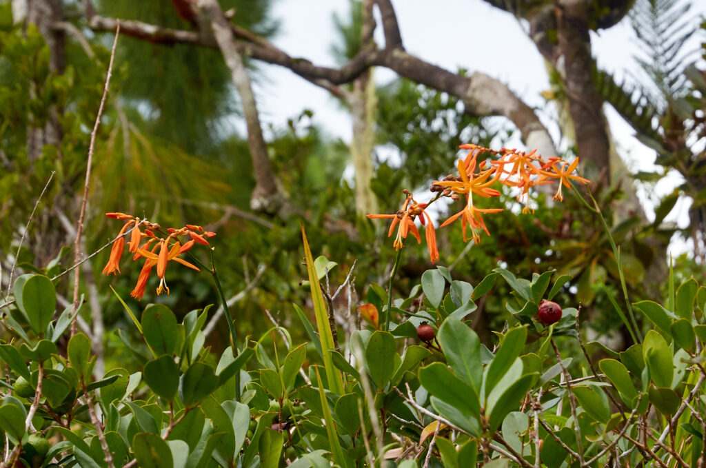 Crocosmia × crocosmiiflora - Maurice