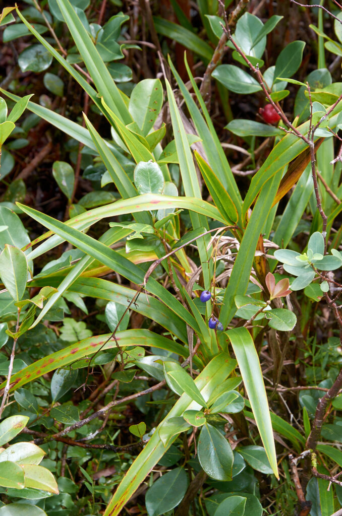 Dianella ensifolia - Maurice