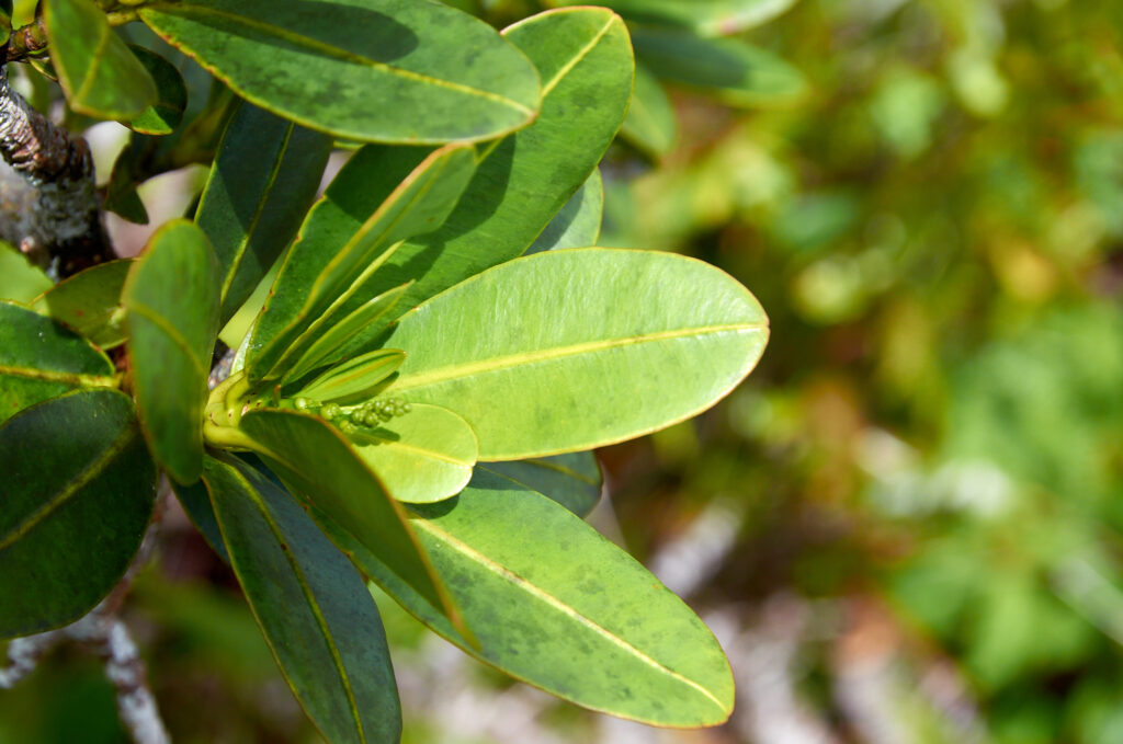 Stillingia lineata - Maurice