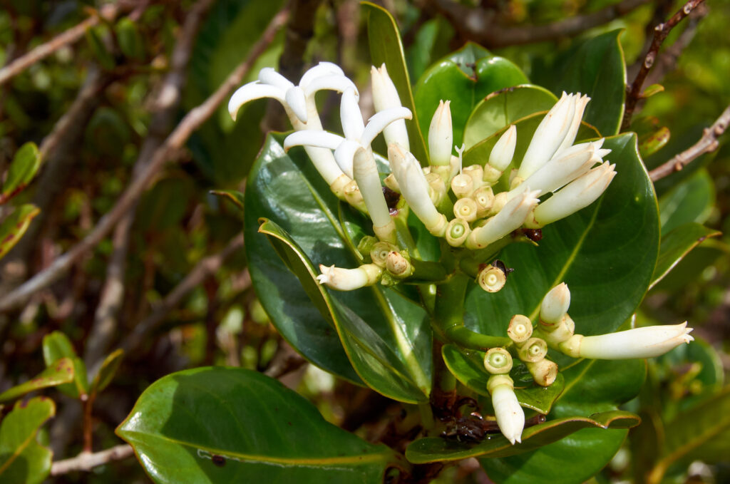 Gaertnera psychotrioides - Maurice