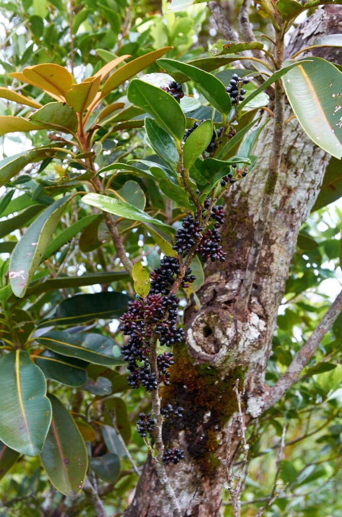 Antidesma madagascariense - Maurice