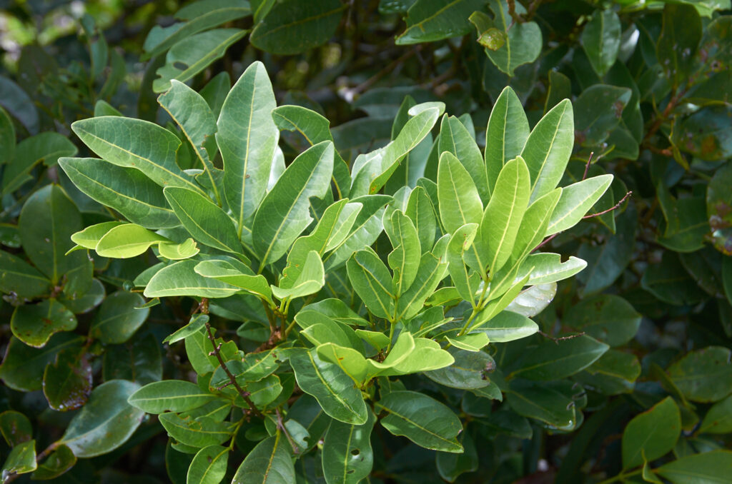 Molinaea alternifolia - Maurice