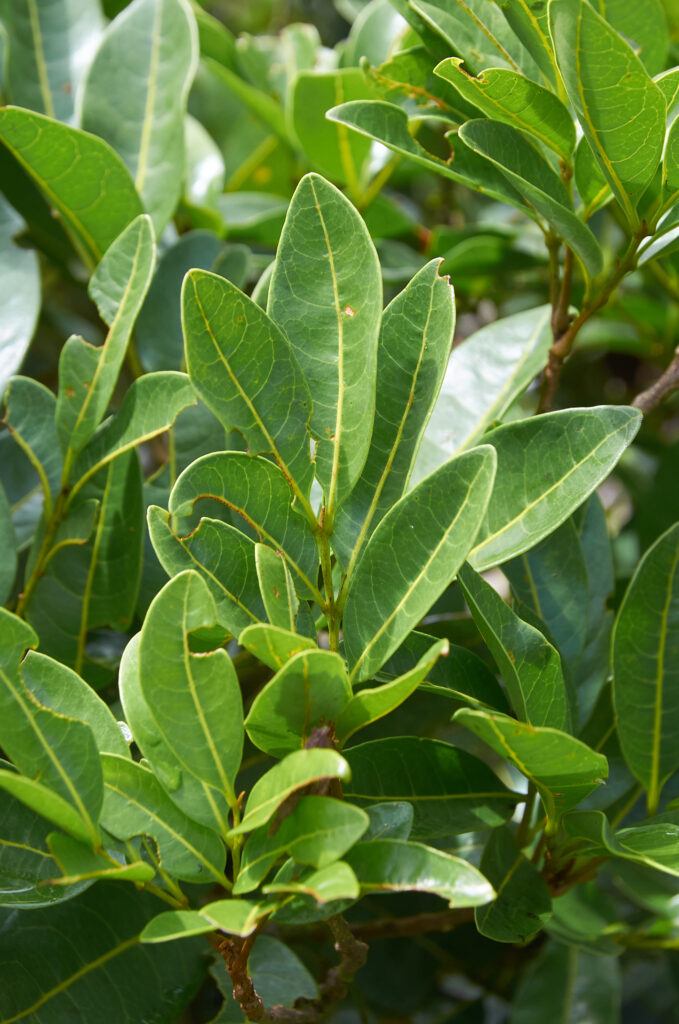 Molinaea alternifolia - Maurice