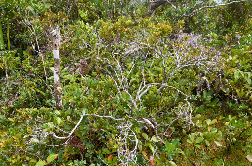 Embelia angustifolia - Maurice