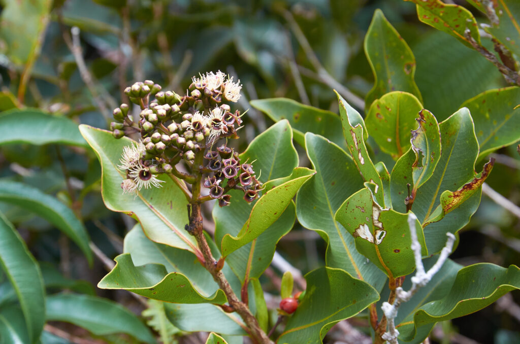 Syzygium petrinense -Maurice