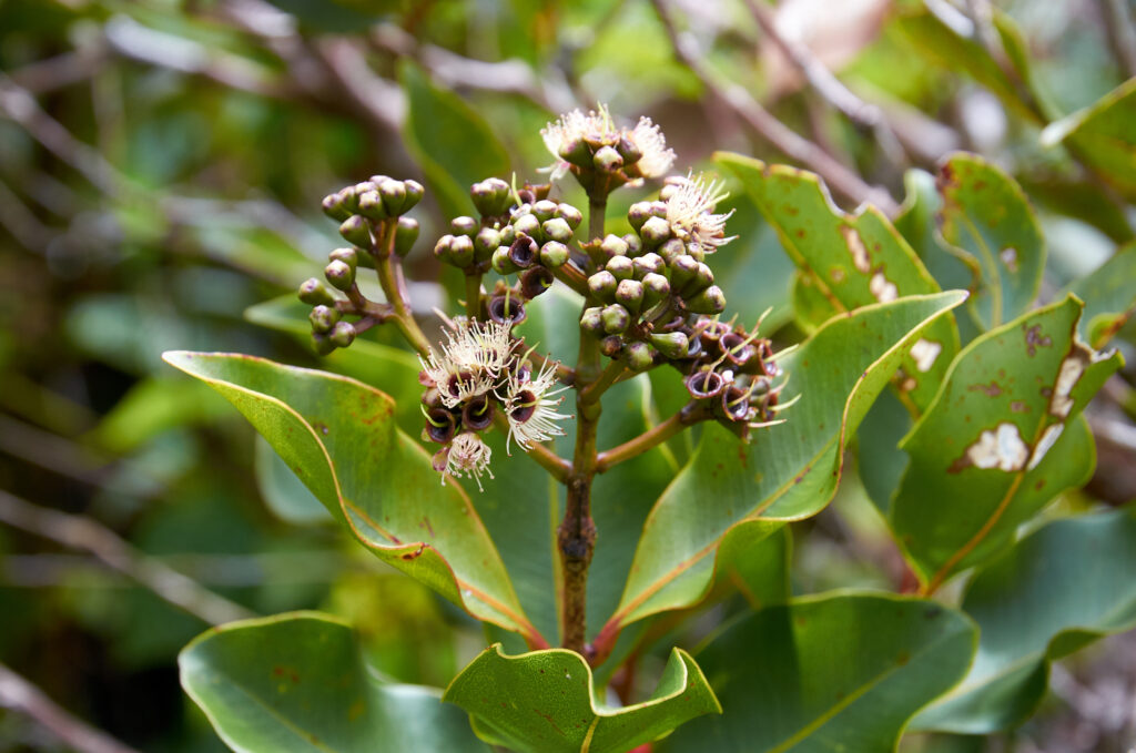 Syzygium petrinense - Maurice