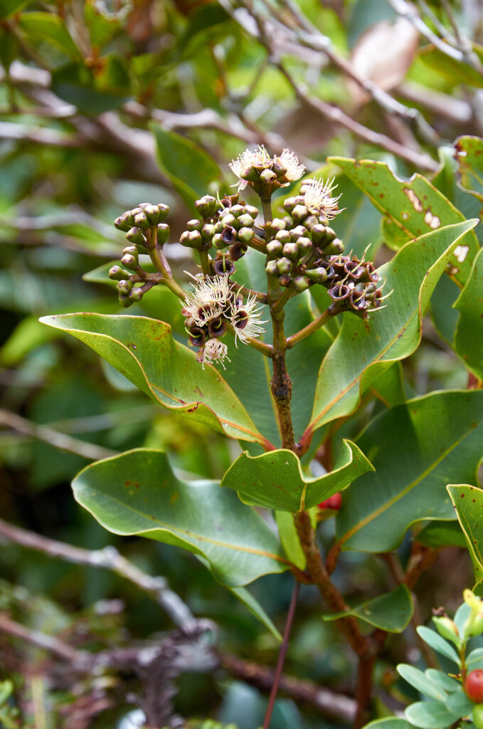 Syzygium petrinense - Maurice