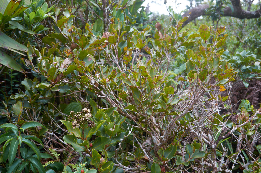 Syzygium petrinense - Maurice