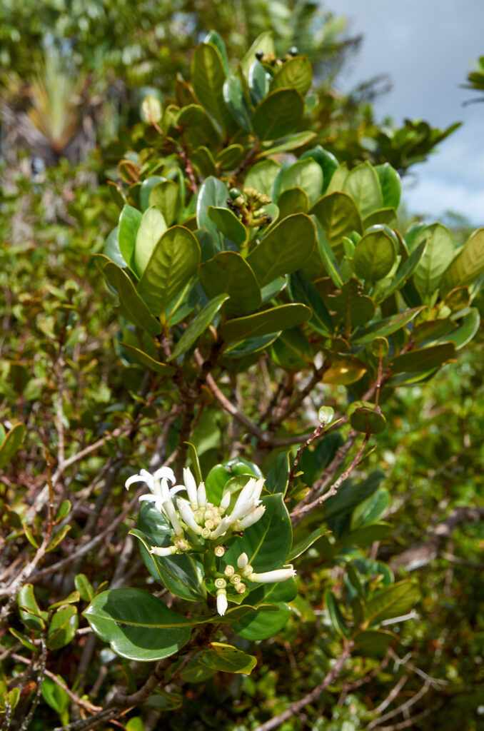 Gaertnera psychotrioides - Maurice