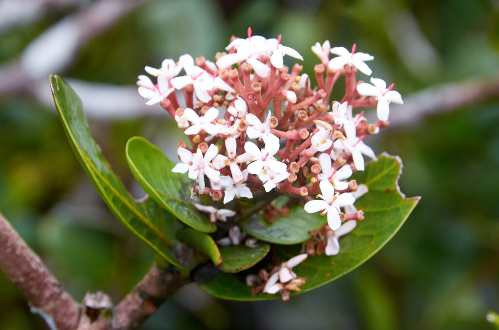 Ixora parviflora - Maurice