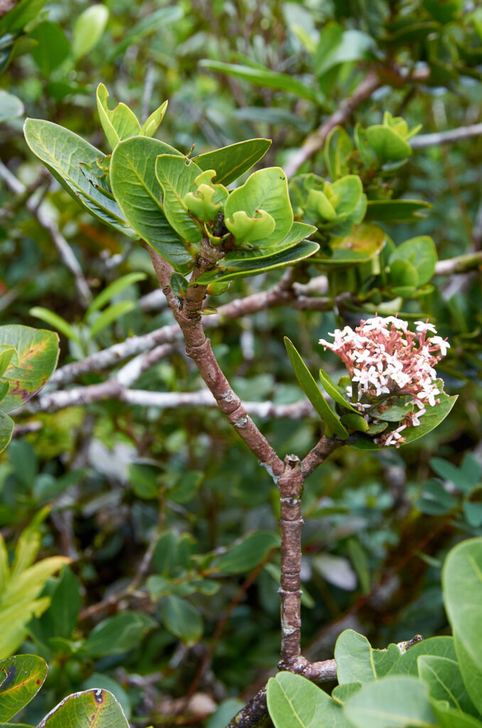 Ixora parviflora - Maurice