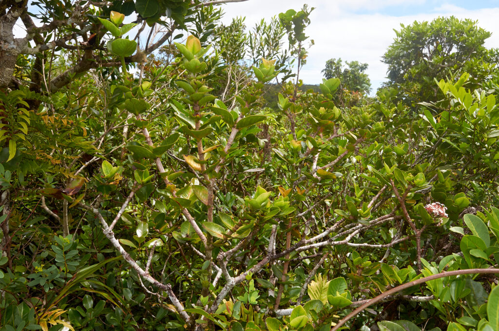 Ixora parviflora - Maurice