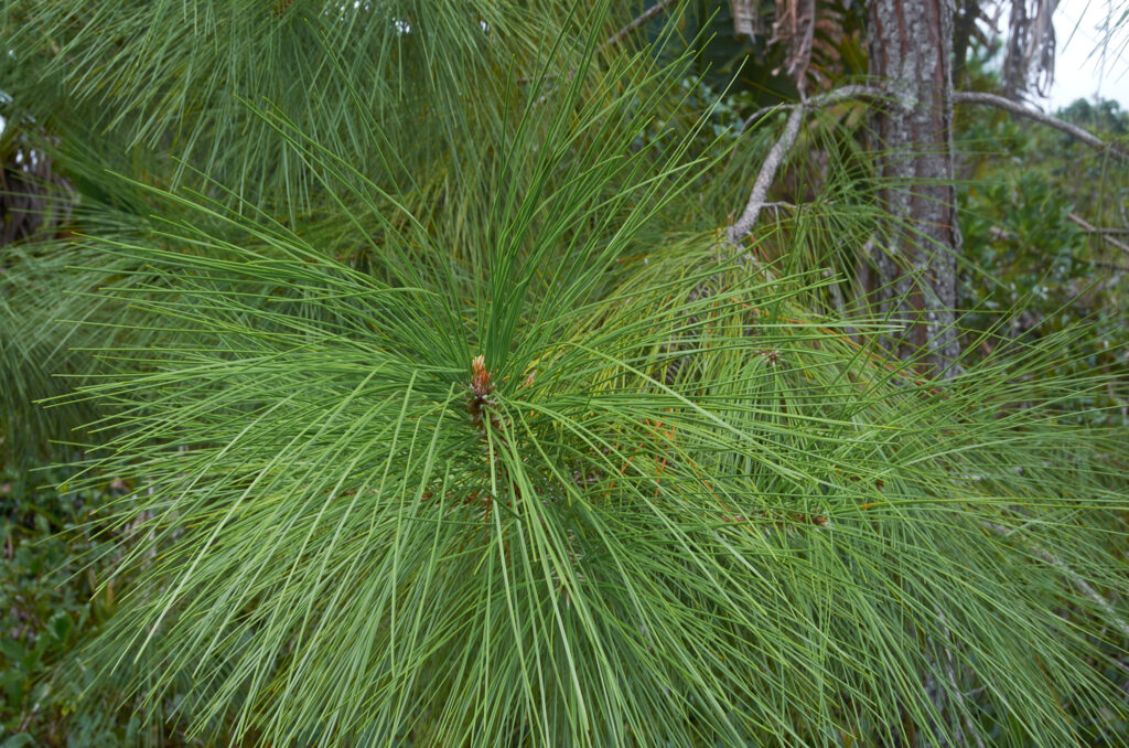 Pinus elliottii - Maurice