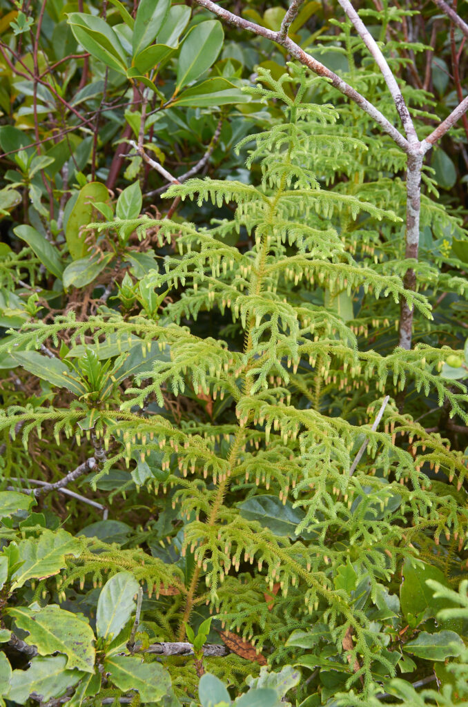 Lycopodiella cernua - Maurice