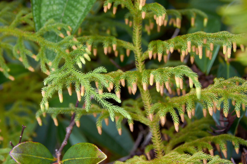 Lycopodiella cernua - Maurice