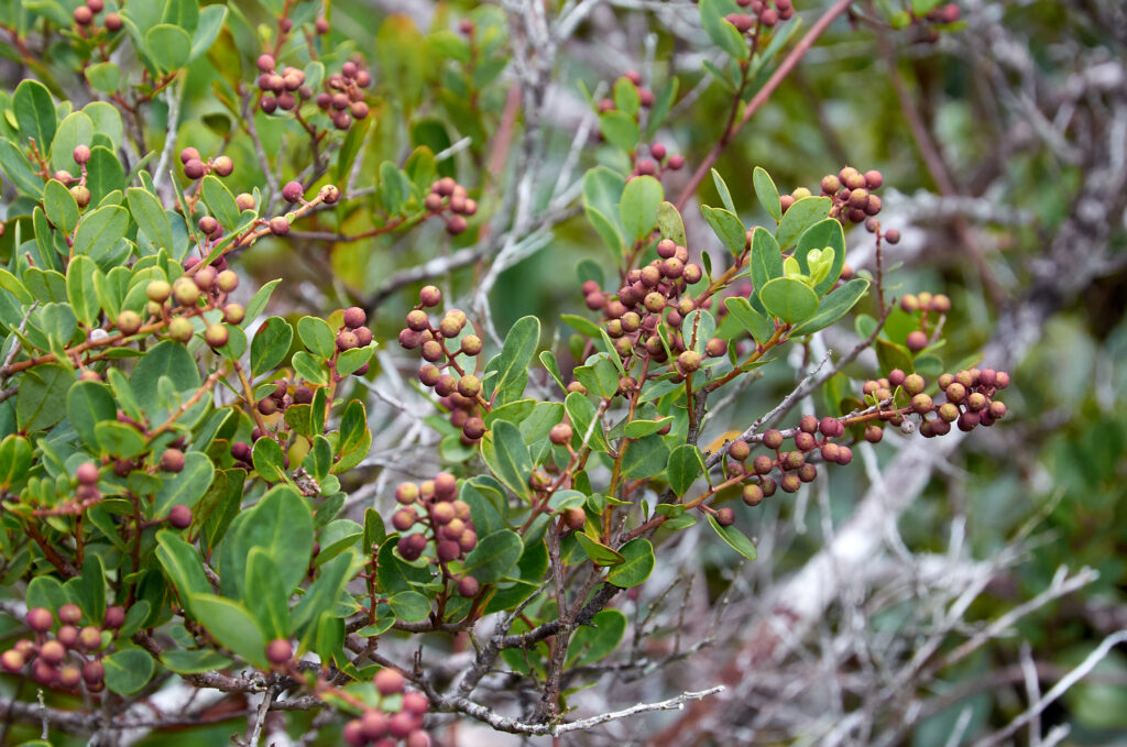 Embelia angustifolia - Maurice