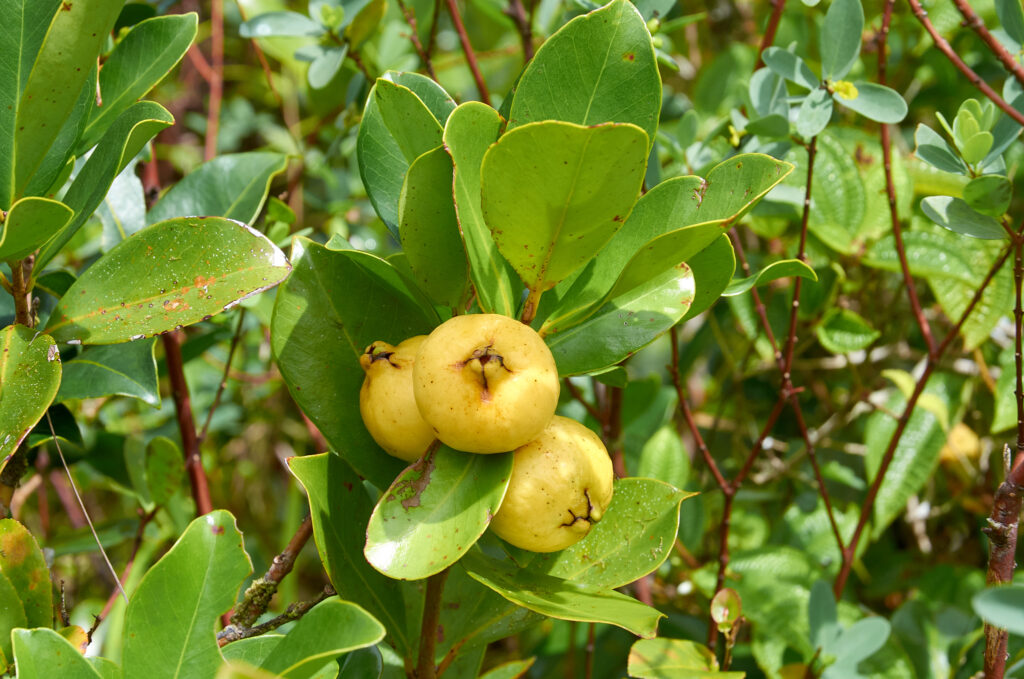  Psidium cattleyanum -Maurice