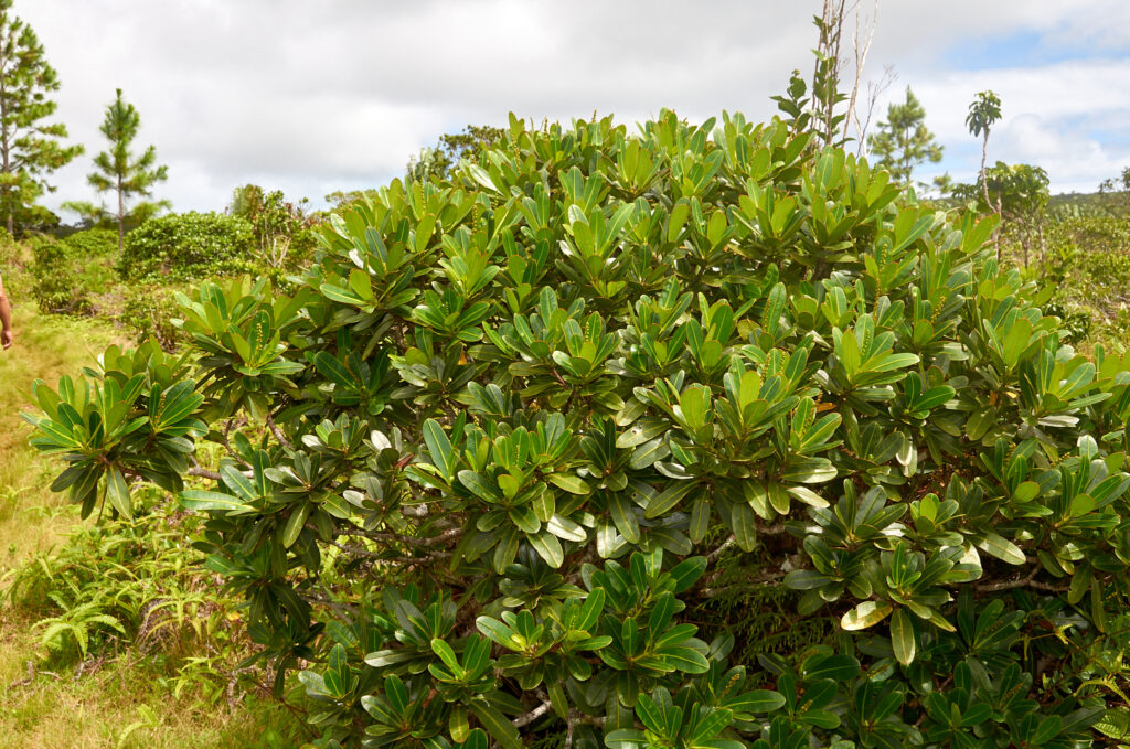 Stillingia lineata subsp. lineata - Maurice
