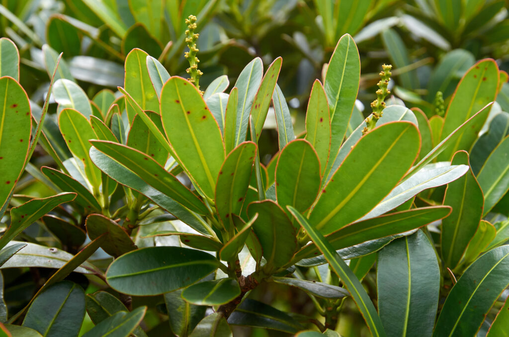 Stillingia lineata subsp. lineata - Maurice