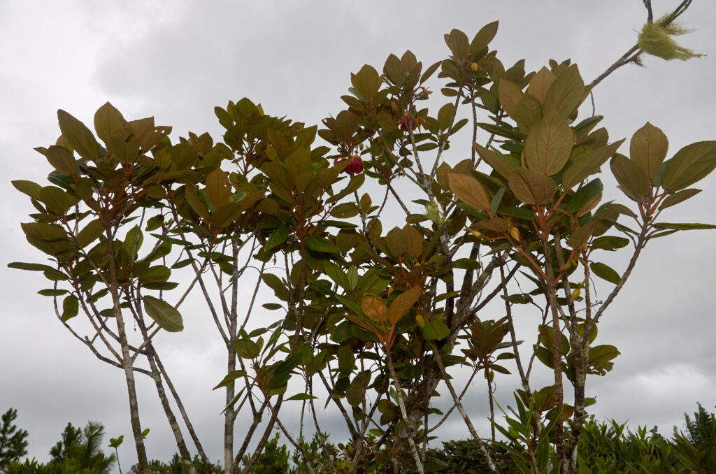 Ruizia blackburniana - Maurice
