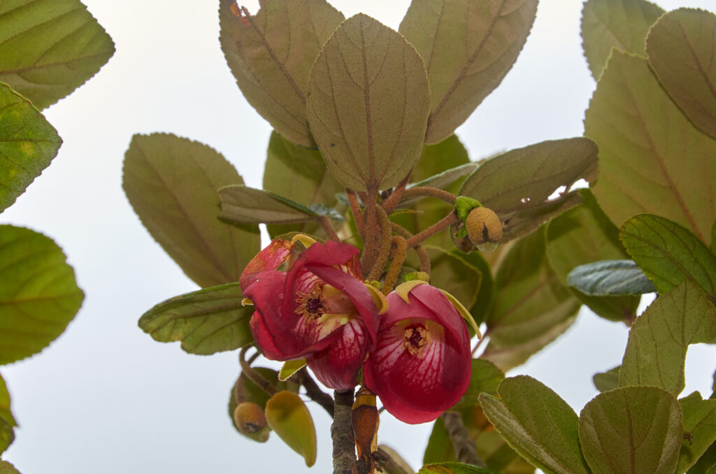 Ruizia blackburniana - Maurice