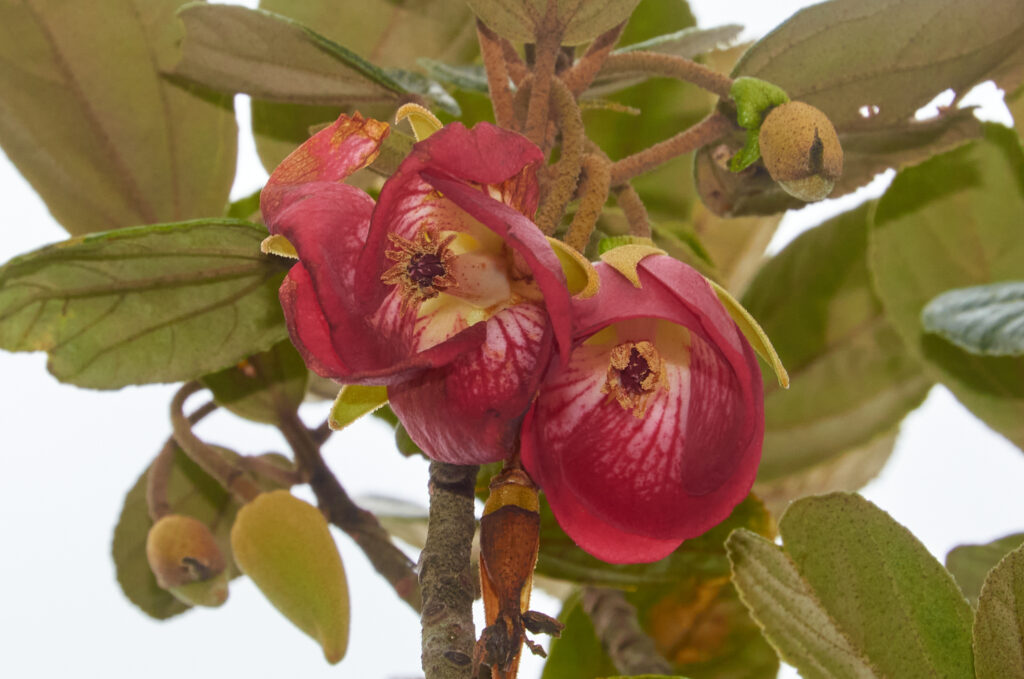 Ruizia blackburniana - Maurice