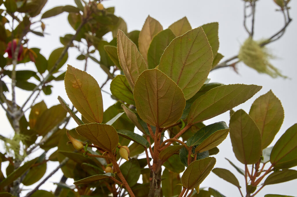 Ruizia blackburniana - Maurice