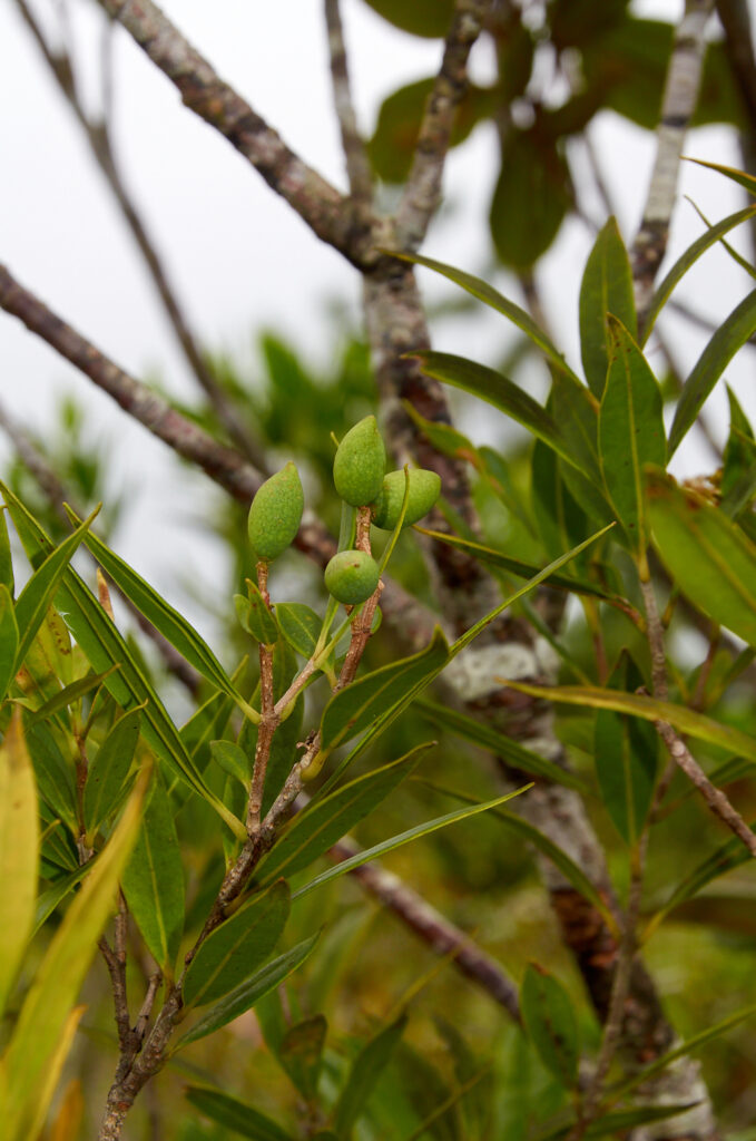 Olea lancea - Maurice
