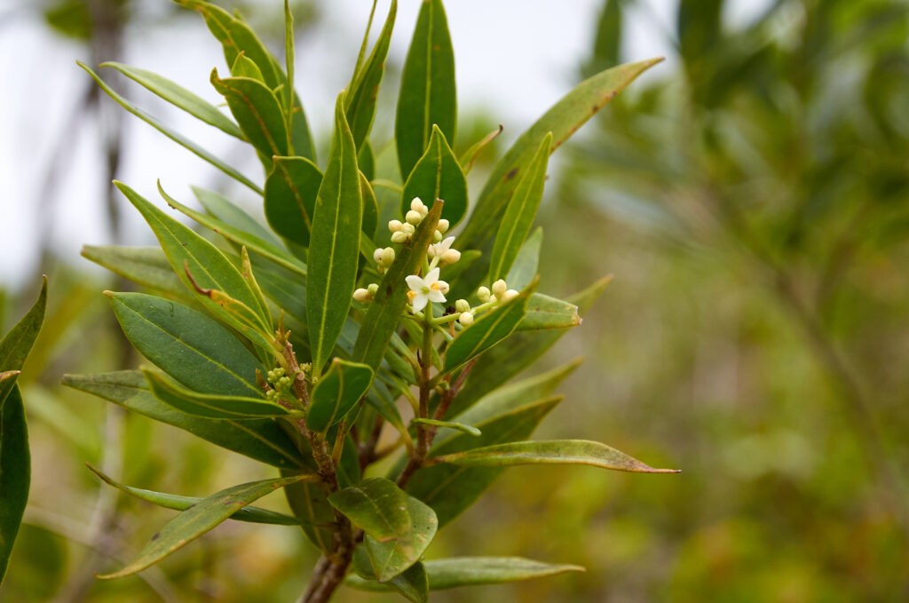 Olea lancea - Maurice