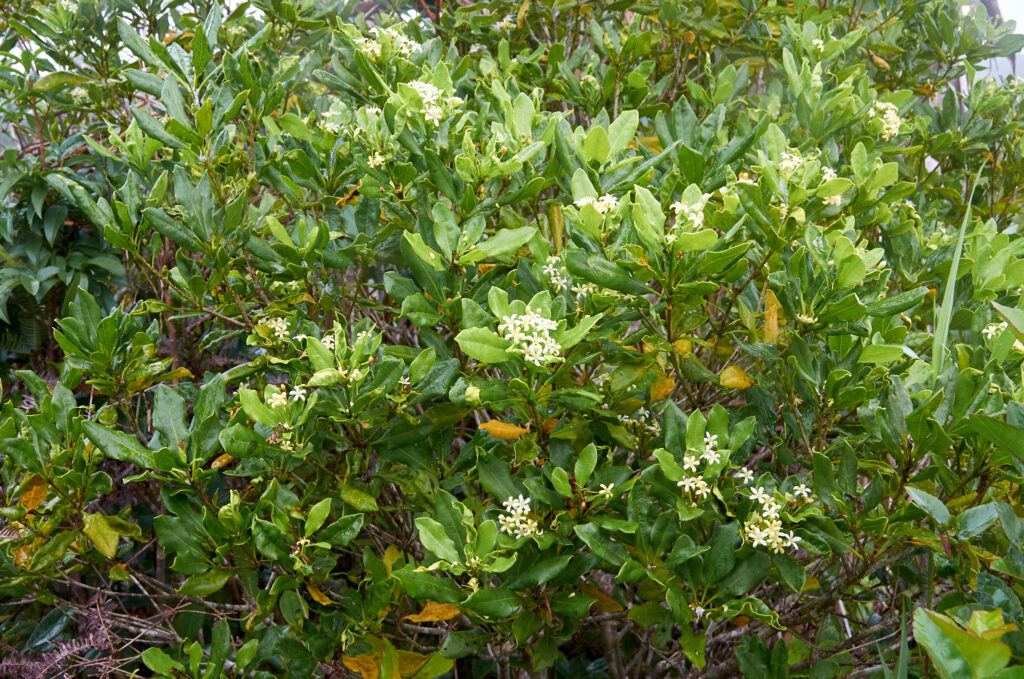 Pittosporum senacia subsp. senacia - Maurice