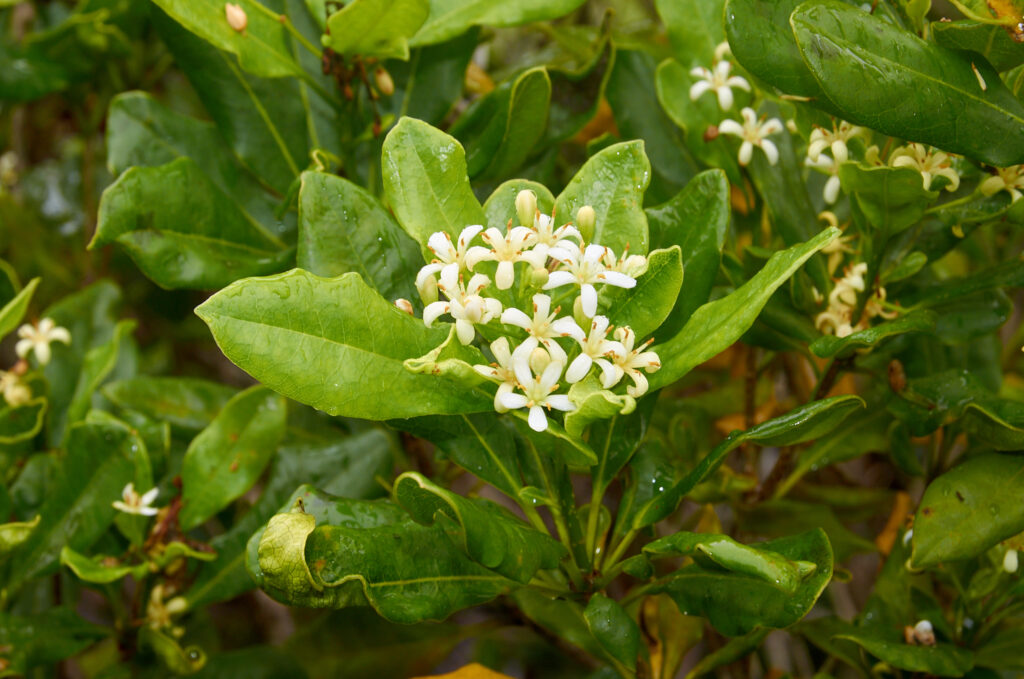 Pittosporum senacia subsp. senacia - Maurice