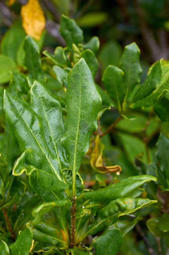 Pittosporum senacia subsp. senacia - Maurice