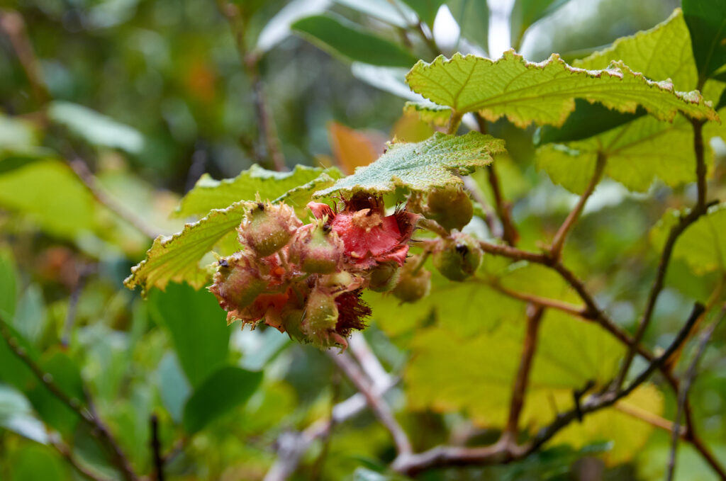 Rubus alceifolius - Maurice