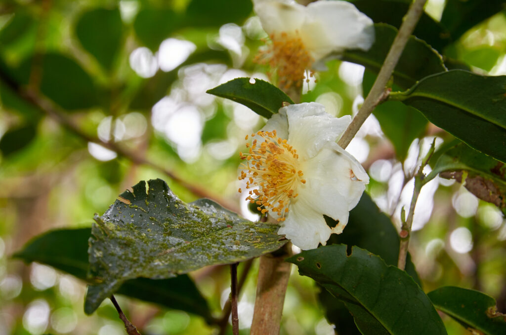 Camellia sinensis - Maurice