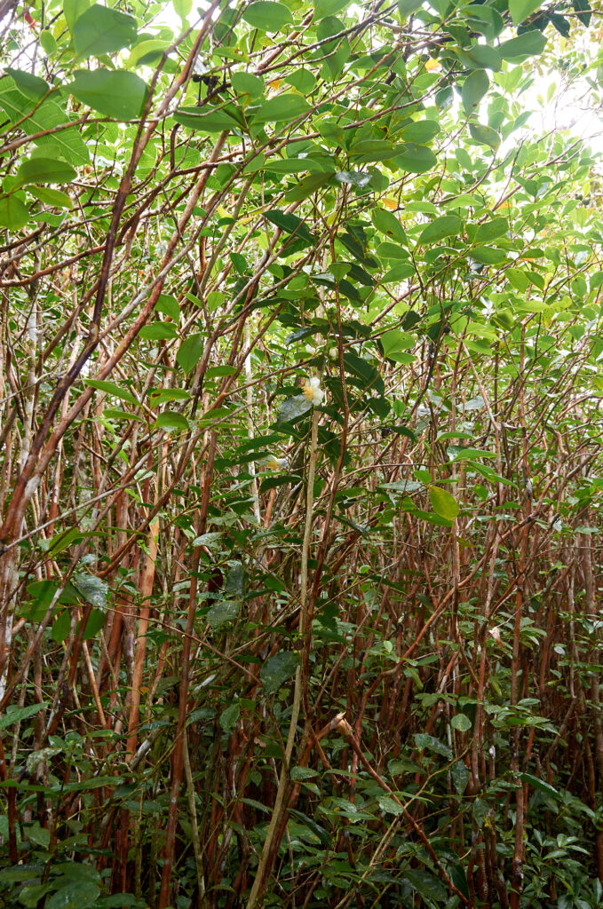 Camellia sinensis - Maurice