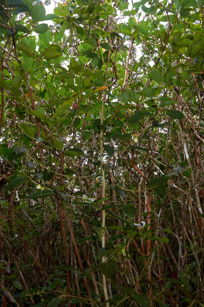 Camellia sinensis - Maurice