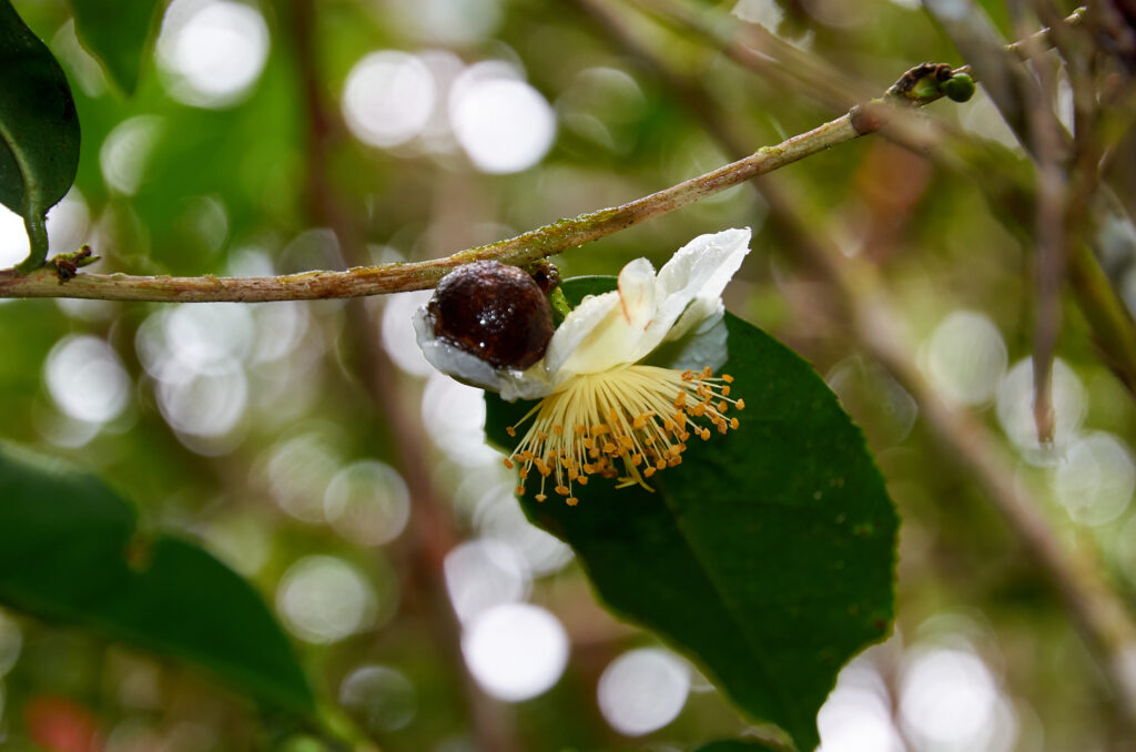 Camellia sinensis - Maurice