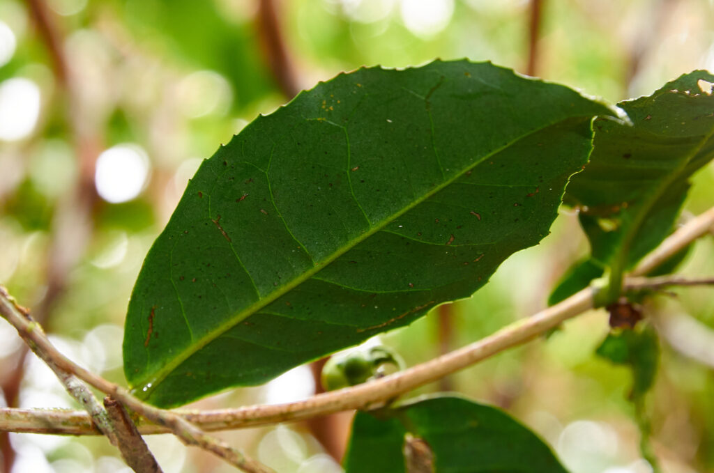 Camellia sinensis - Maurice
