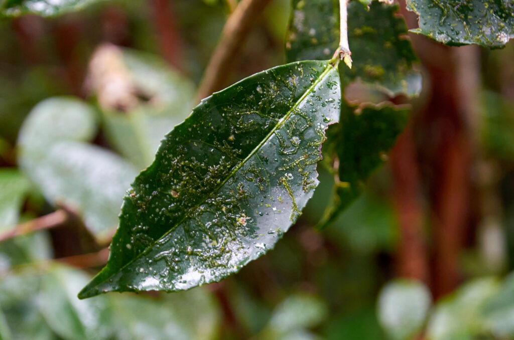 Camellia sinensis - Maurice