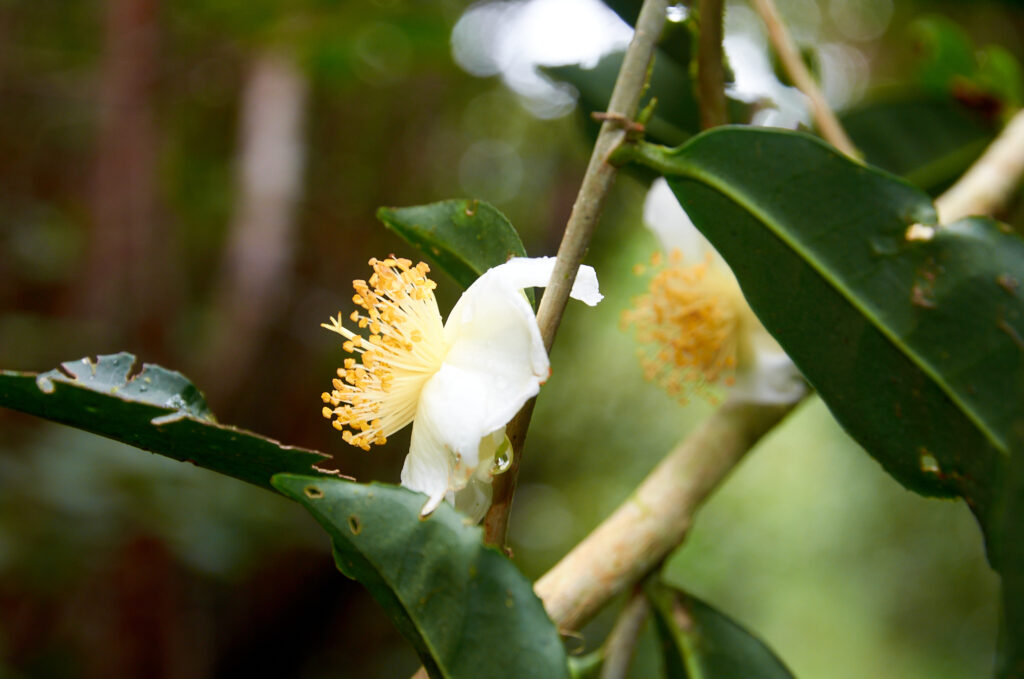 Camellia sinensis - Maurice