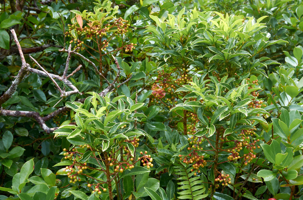 Ardisia crenata - Maurice