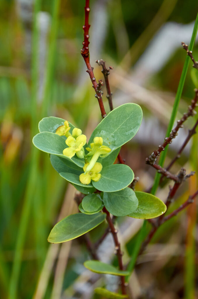 Wikstroemia indica - Maurice