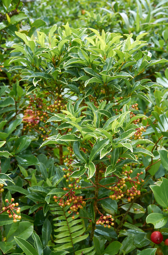 Ardisia crenata - Maurice