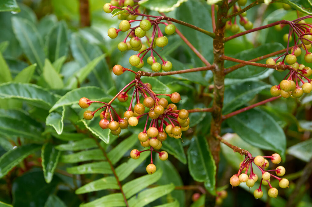 Ardisia crenata - Maurice