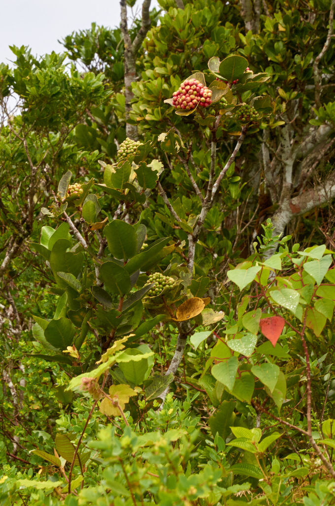 Ixora parviflora - Maurice